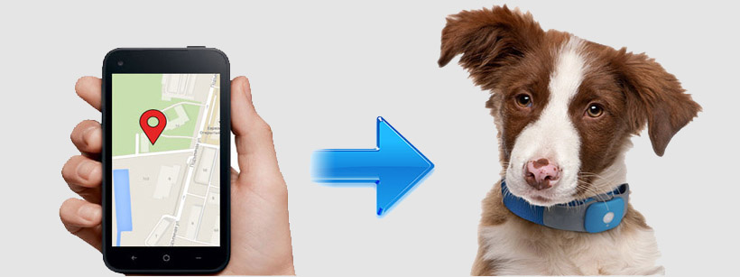 Стоит ли покупать GPS ошейник для собаки?